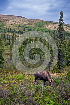 Moose on the Mountainside