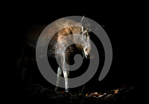 Moose in night forest light flash cam trapping