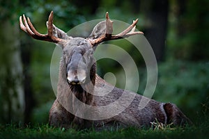 Moose, North America, or Eurasian elk, Eurasia, Alces alces in the dark forest during rainy day. Beautiful animal in the nature ha