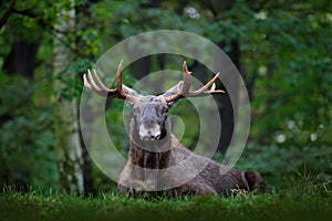 Moose, North America, or Eurasian elk, Eurasia, Alces alces in the dark forest during rainy day. Beautiful animal in the nature ha