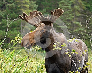 Moose in northern Ontario