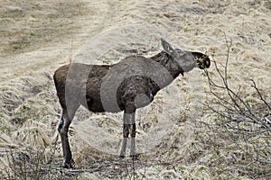 Moose in Norway