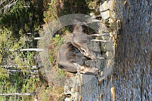 Moose and Offspring