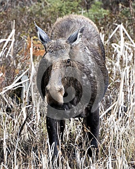 Moose Photo Stock. Front view in the forest in the springtime displaying muzzle, eyes, ears, brown coat with a blur forest