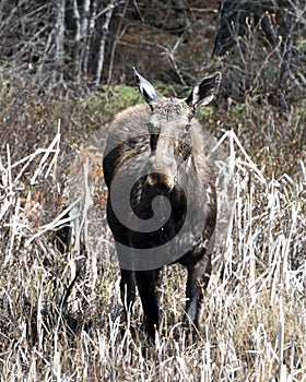 Moose Photo Stock. Front view. Walking in cattail foliage in the forest in the springtime displaying brown coat with a blur forest