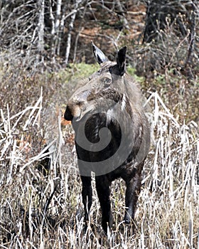 Moose Photo Stock. Moose front view, walking in cattail foliage in the forest in the springtime displaying brown coat with a blur