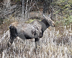 Moose Photo Stock. Walking in cattail foliage in the forest in the springtime displaying brown coat with a blur forest background