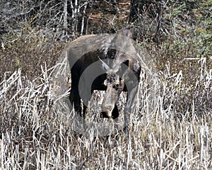 Moose Photo Stock. Walking in cattail foliage in the forest in the springtime displaying brown coat with a blur forest background