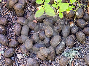 Moose Poop Pellets Close Up