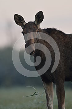 Moose portrait