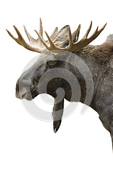 Moose portrait isolated photo