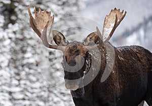 A Moose Portrait During Rut Season