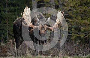 A Moose Portrait During Rut Season