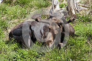 Moose at a provincial park