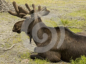 Moose Resting at Alaskan Preserve