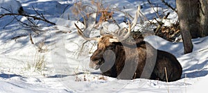 Moose resting in snow