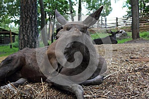 Moose resting in the zoo