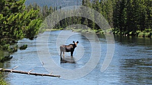 Moose in river