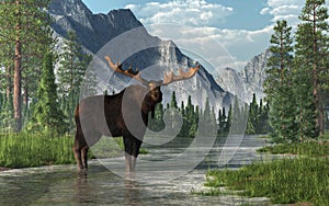 Moose in a River