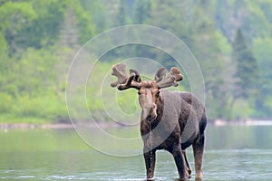 Moose in the river