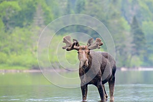 Moose in the river photo