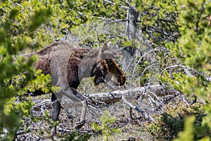 A Moose Roaming in the Mountains in Spring