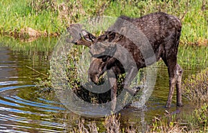 A Moose Roaming in the Wetlands in Spring