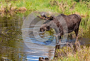 A Moose Roaming in the Wetlands in Spring