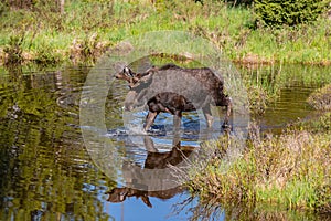 A Moose Roaming in the Wetlands in Spring