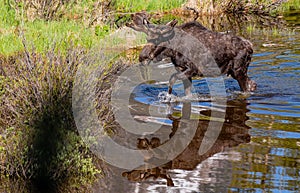 A Moose Roaming in the Wetlands in Spring