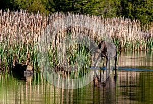 A Moose Roaming in the Wetlands in Spring