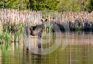 A Moose Roaming in the Wetlands in Spring