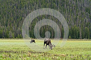 Moose in Rocky Mountain National Park