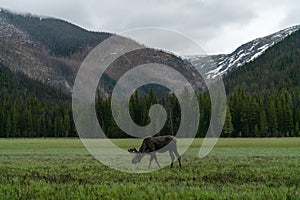 Moose in Rocky Mountain National Park