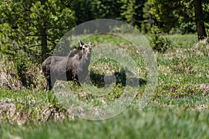 Moose in Rocky Mountain National Park