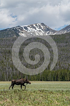 Moose in Rocky Mountain National Park