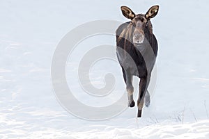 Moose running