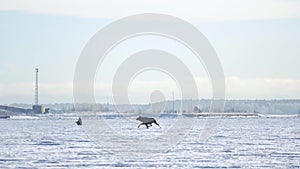 Moose Running