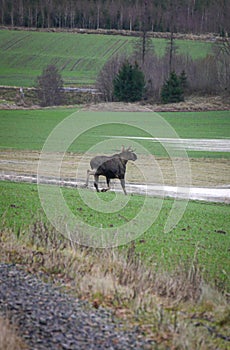 a moose running across a field