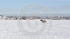 Moose Running on Ice