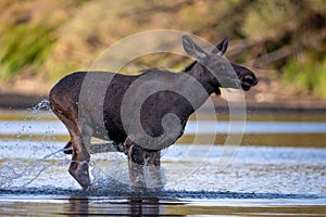 The Moose running in the water