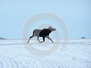 Moose running in winter