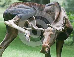 Moose scratching antlers