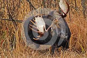 Moose shaking his head in a swampy area