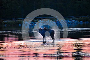 Moose shaking by the lake at Rocky Mountain National Park in Colorado during sunrise