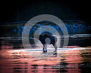 Moose shaking by the lake at Rocky Mountain National Park in Colorado during sunrise