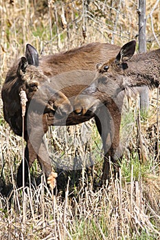 Moose Siblings Bull and Cow