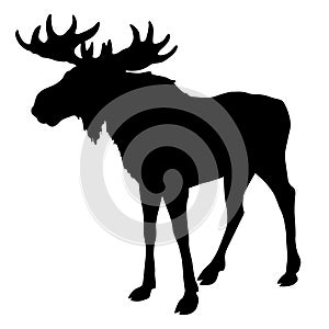 Moose silhouette, black