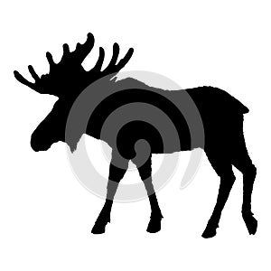 Moose Silhouette. Black Elk Shade Image