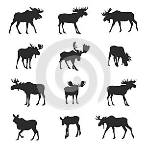 Moose silhouettes, Moose silhouette